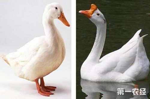 鸭子pk长脖子天 鹅