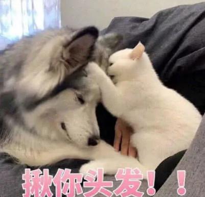 "又软又甜"的表情包,张张撩到他"心醉",还不快为他收藏?