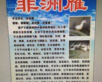 出售自家繁殖非洲雁 - 150元