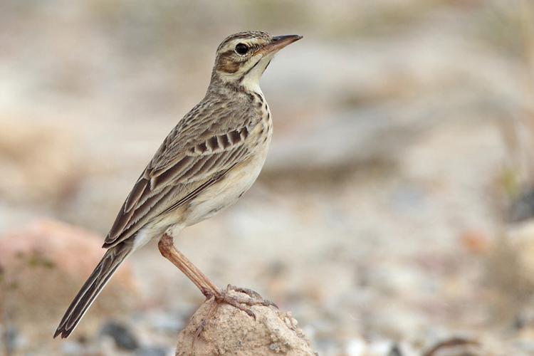 田鹨俄罗斯亚种