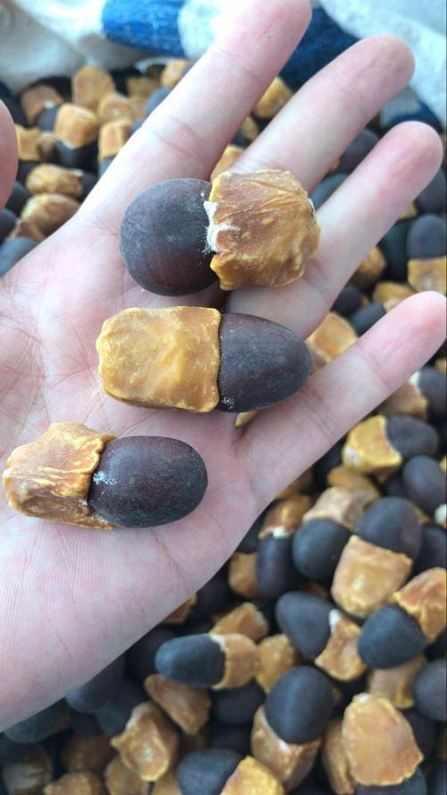 马牙果 马牙子阴阳子 佛珠 念珠 手串 手链缅茄菩提 阴阳果