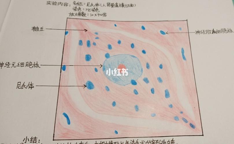 1,单层柱状上皮(胆囊)