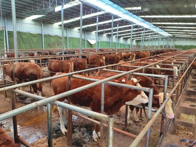 煎茶镇:"六个围绕"抓实肉牛产业发展_养殖