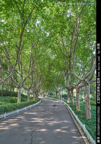 公园林荫路高清大图