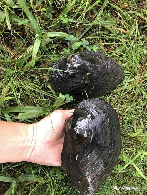 中国河蚌跑到新州池塘差点造成入侵灾难这大蛤蜊居然这么霸道