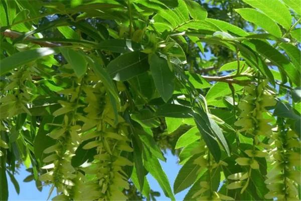 纳溪5公分枫杨苗种植方法