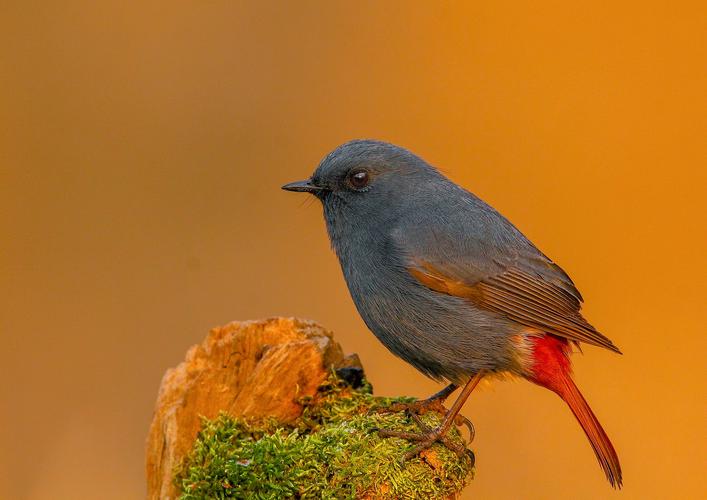 石燕鸟怕人怎么办 石燕鸟怕人怎么处理