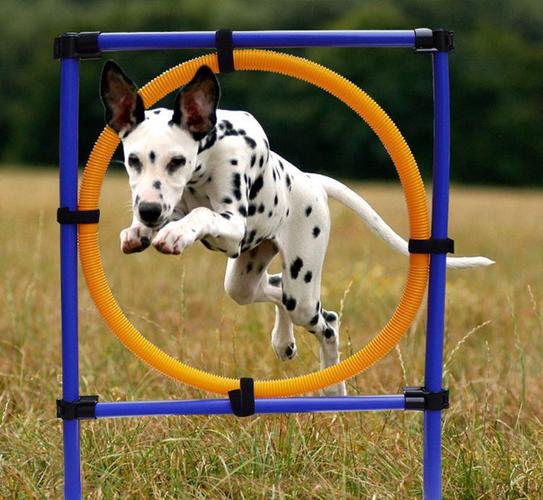 【宠物训练】狗狗训练的几个小技巧