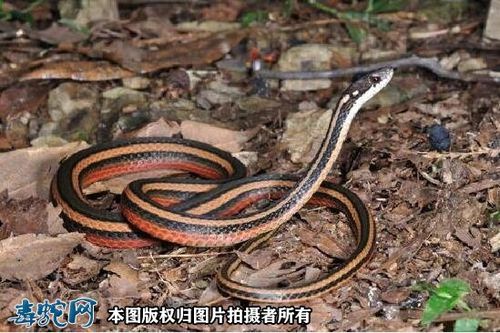 金丝蛇金丝蛇资料图片品种简介