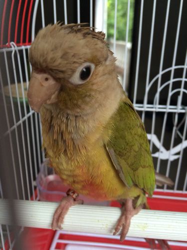 请看看这小太阳肉桂鹦鹉鸟.几个月大?谢谢了!
