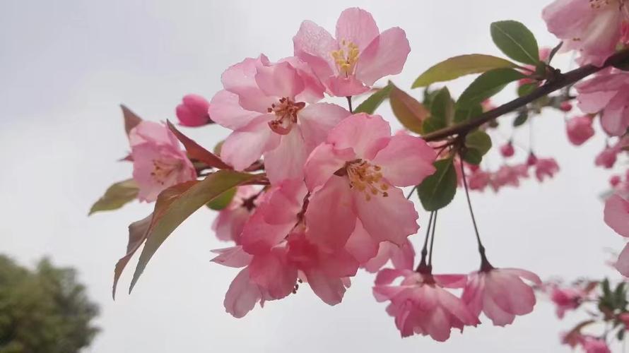 手机摄影作品水粉海棠