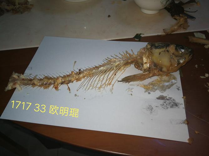 1717 33 欧明琨草鱼骨骼标本
