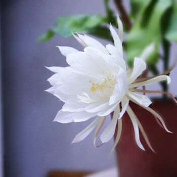 斯柏克昙花盆栽带花苞花卉植物室内外盆景观花四季开好养老桩小叶昙花