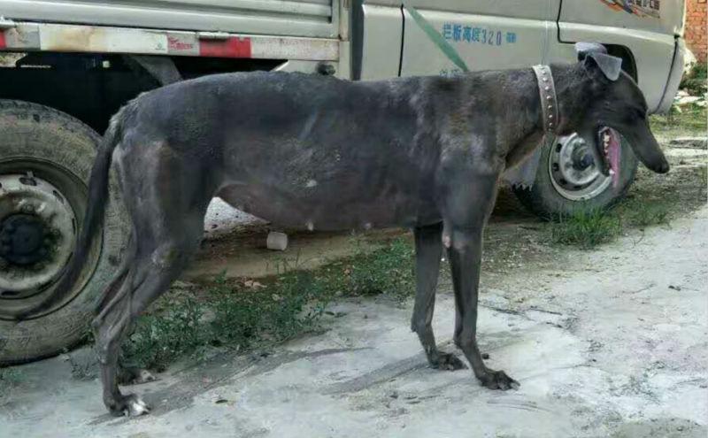 斯甲瓦 900250000186253,nlhn 138a - 格力犬yy--格力犬中英文血统