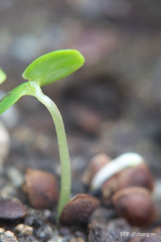 这是我当时播种的含羞草,刚刚发芽的时候.