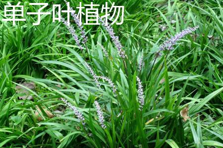 单子叶植物与双子叶植物区别