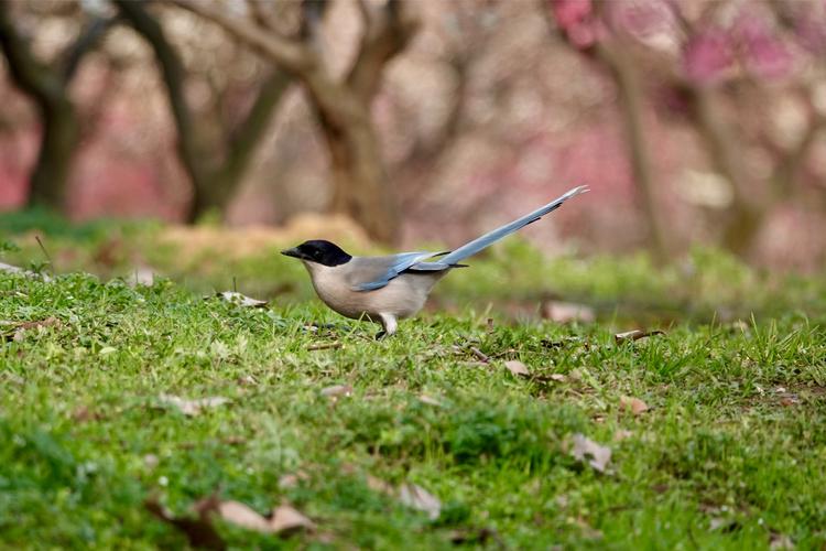 前景青青草,背景滟滟花,主角灰喜鹊by王琼