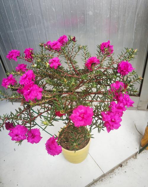 重瓣太阳花"宿迁玫红"—花美如牡丹,耐寒能力强,北方也能养