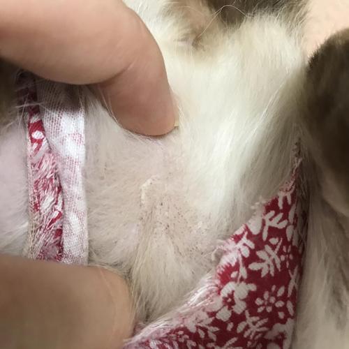 【讨论】大家帮我看一下这是毛囊炎还是猫藓呀?