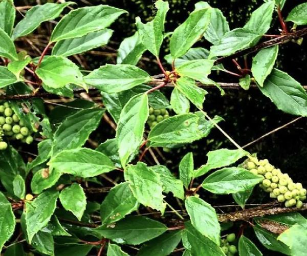 民间草药:紫金血藤