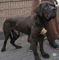 烈性犬俱乐部 69 [李以衡] 你可以吥喜欢日本,但是吥可以忽视土佐的