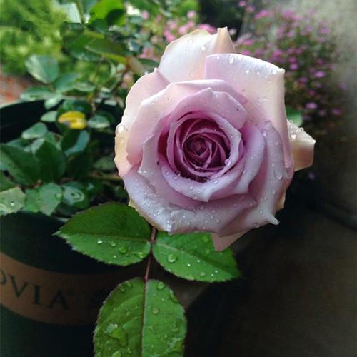 蛮丫头园艺 日本新品月季贵族礼光月季 浓香型淡蓝紫色多花微月