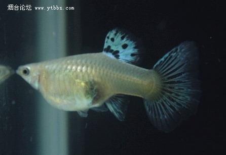 孔雀母鱼什么样是要生了图片