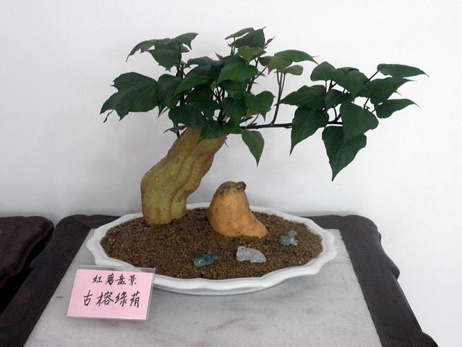 怎么促使紫荆盆景发芽快而整齐图片