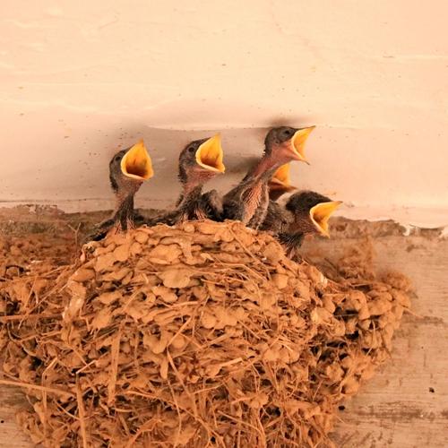 第六天记录,燕子宝宝明显更活泼了,头伸得更长了,身上也有了点灰色的