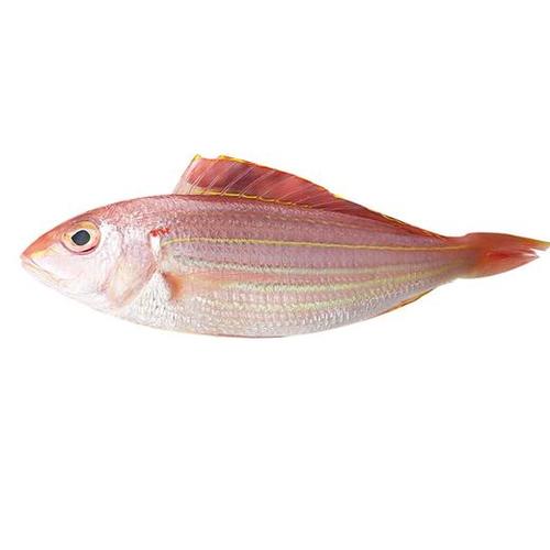 野生新鲜金丝鱼深海捕捞海水水产海钓金线鱼4-5条500g