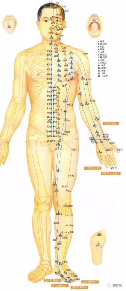 中医经络的终极秘密