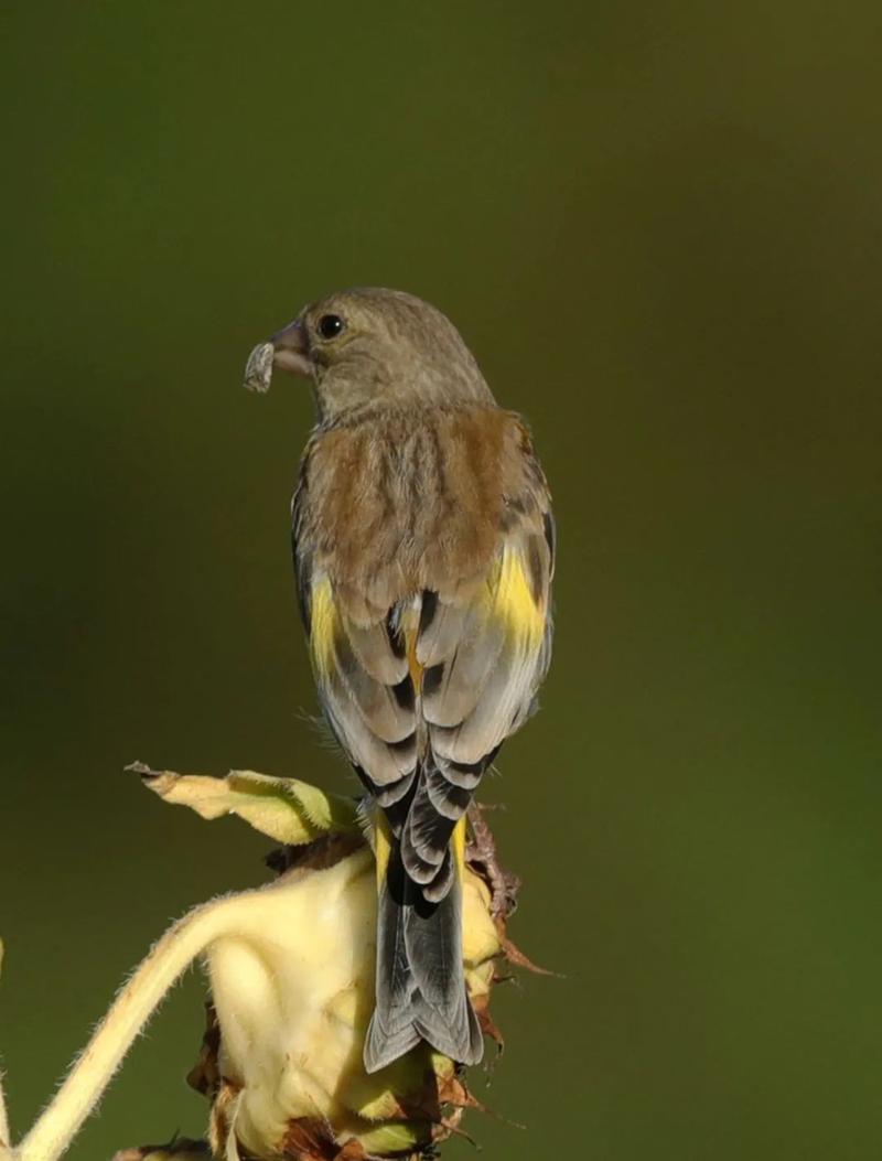 不是囚笼金丝雀,这是自由的小精灵!去大同的公园里找