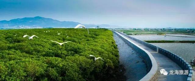 这里是   九龙江口红树林景区   位于紫泥镇甘文农场的九龙江