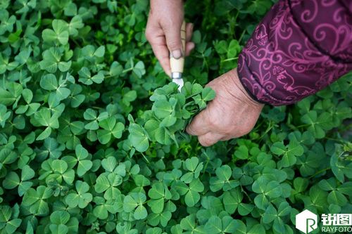 农村这种草曾经用来喂猪 如今成为"高档美食"
