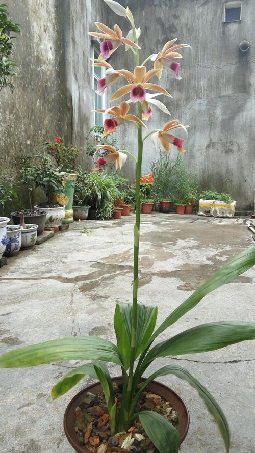 这兰花叫什么名?