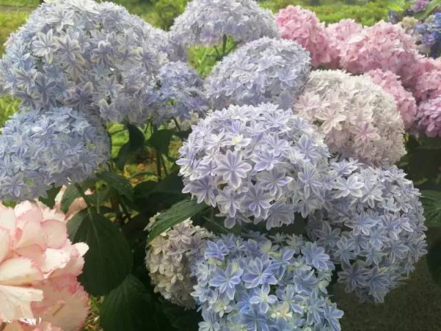 春天养花选这款绣球花万华镜自带仙气春夏秋三季开花