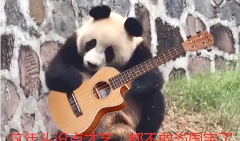 "弹吉他"的这只熊猫火了:这年头没点才艺,都不好意思当国宝!
