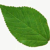 最简单一片叶子的头像_微信头像图片大全