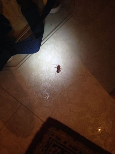 这是什么虫啊 像蟑螂又不是