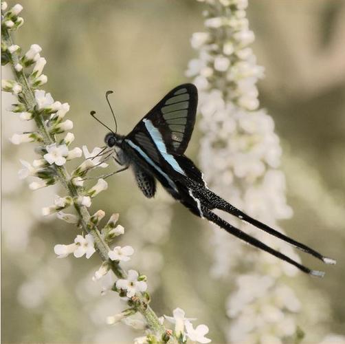 绿带燕凤蝶图片 绿带燕凤蝶高清蝴蝶图片