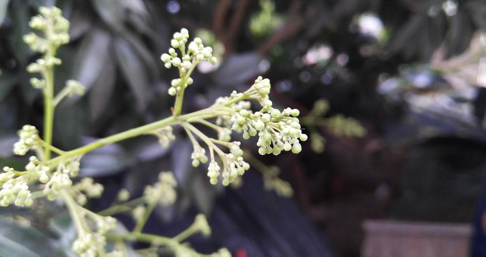 荔枝花