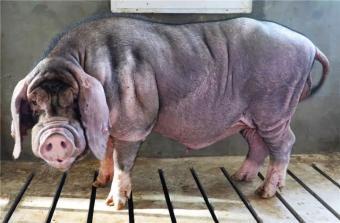 可持续性养殖嘉定梅山猪完成遗传材料采集保存工作