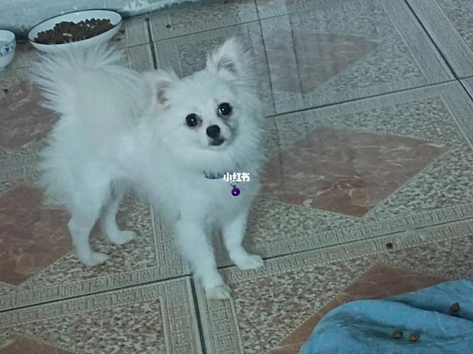 想知道我家狗狗到底是博美还是银狐_博美_狗狗_宠物_狗_晒狗