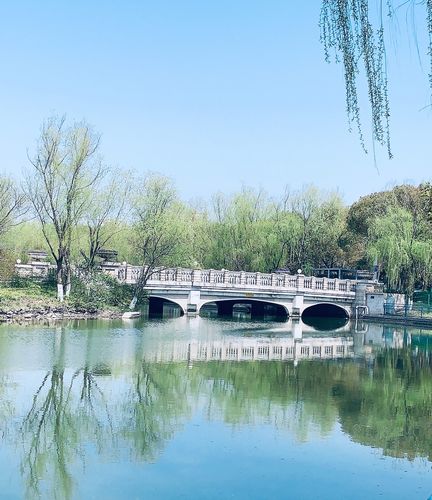 世纪公园赏樱花美景