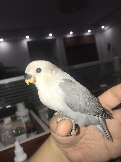 墨闪也蛮好看哒_牡丹_手养牡丹鹦鹉_宠物_宠物其他