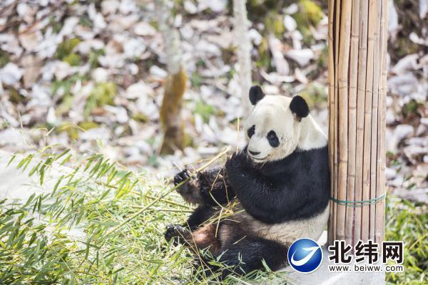 强化生态保护改善大熊猫生活环境大熊猫国家公园雅安片区的良好生态