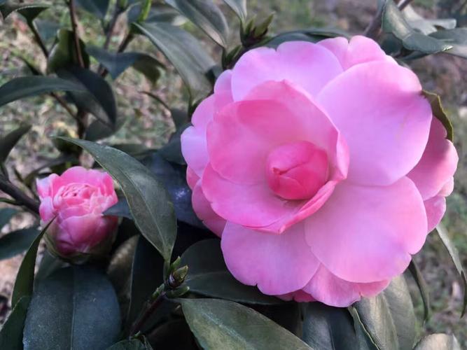 山茶花 写美篇 咏山茶 五代 花蕊夫人 山茶树树采山坳,恍如赤霞彩云飘