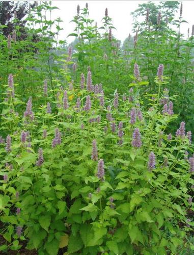 藿香(anise hyssop),是 a target="_blank" href="/item/双子叶植物纲