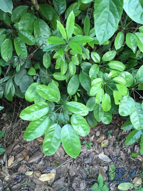 这种椭圆形叶子的是什么植物