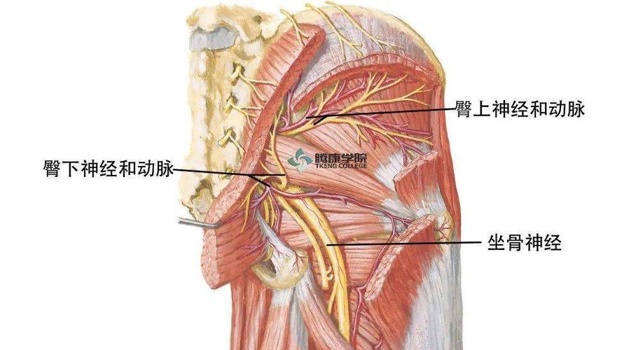 坐骨神经在盆部发出臀上神经和臀下神经,两者从坐骨切迹出盆部,支配臀